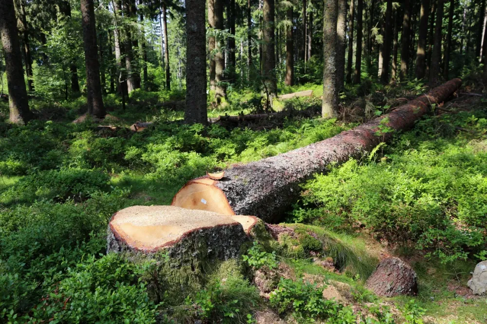 Arbre abattage