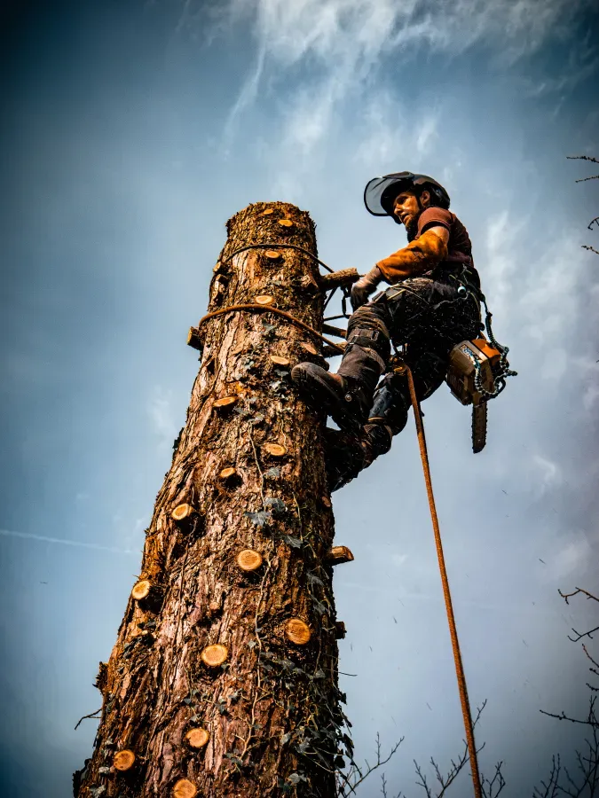 Démontage d'arbres près de Parçay-Meslay 